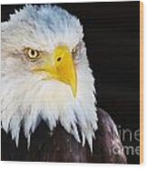 Closeup Portrait Of An American Bald Eagle Wood Print