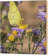 Clouded Sulphur Butterfly 4 Wood Print