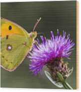 Clouded Yellow Butterfly Feeding Wood Print