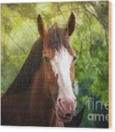 Clydesdale Beauty Wood Print