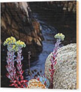 Coastal Wildflower On Big Sur Wood Print