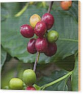 Coffee Berries Wood Print