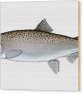 Coho Salmon Wood Print