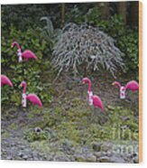 Cold Pink Flamingos Wood Print