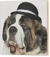 Cole The St Bernard Wood Print