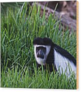 Colobus Monkey Wood Print