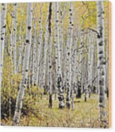 Colorado Aspens Wood Print