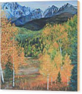 Colorado Aspens Wood Print