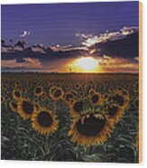 Colorado Sunflowers Wood Print