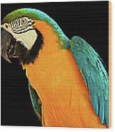 Colorful Macaw Bird Wood Print