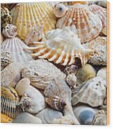 Colorful Ocean Seashells 1 Wood Print