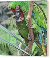 Colorful Parrot Friends Play And Groom Free Wood Print