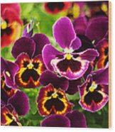 Colorful Purple Pansies Wood Print