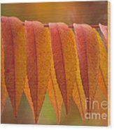 Colorful Sumac Foliage In Fall Wood Print