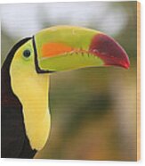 Colorful Toucan Wood Print