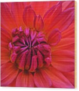 Colors Of Nature - Glowing Dahlia Wood Print