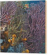 Colors Of Reefs Wood Print