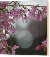 Colors Of Spring - Cherry Blossoms Wood Print