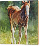 Colt In Green Pastures Wood Print