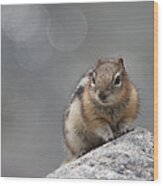 Columbian Ground Squirrel Wood Print