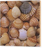 Common Cockle Shells Wood Print