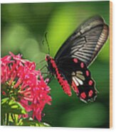Common Rose Butterfly Feeding On Pentas Wood Print