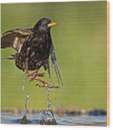 Common Starling Taking Flight From Pond Wood Print