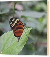 Common Tiger Glassywing Wood Print