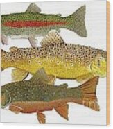 Common Trout  Rainbow Brown And Brook Wood Print