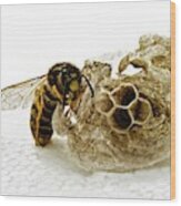 Common Wasp And Nest Wood Print