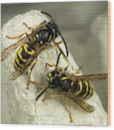 Common Wasps Wood Print