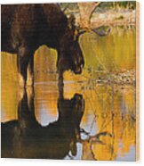 Contemplative Moose Wood Print