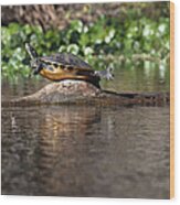 Cooter On Alligator Log Wood Print