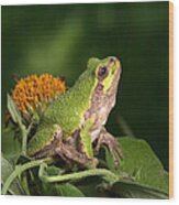 Copes Gray Treefrog Wood Print