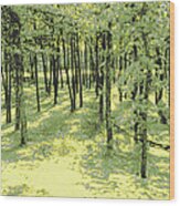 Copse Of Trees Sunlight Wood Print