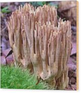 Coral Mushroom Wood Print