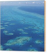 Coral Reef In The Sea, Belize Barrier Wood Print