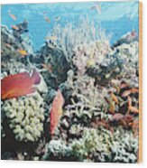 Coral Trout And Anthias Wood Print