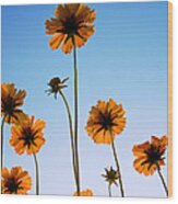 Coreopsis In The Sky Wood Print