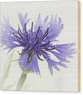 Cornflower Blue Wood Print