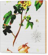 Cotton (gossypium Indicum And Gossypium Negelctum) Wood Print