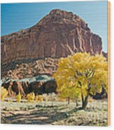 Cottonwoods In Fall The Castlecapitol Reef National Park Wood Print