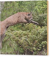 Cougar Jumping Wood Print