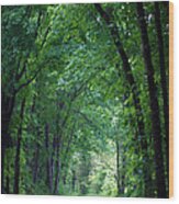 Country Lane Wood Print