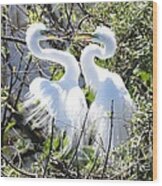 Courting Great Egrets Wood Print