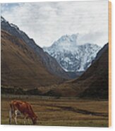 Cow Feeding In Valley Surrounded By The Wood Print