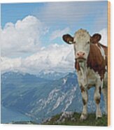 Cow In The Mountains Wood Print