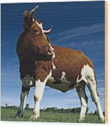 Cow Standing In Field Germany Wood Print