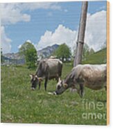 Cows - Durmitor National Park - Montenegro Wood Print