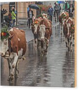 Cows In Wengen Switzerland Wood Print